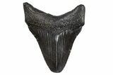Fossil Megalodon Tooth - South Carolina #306249-1